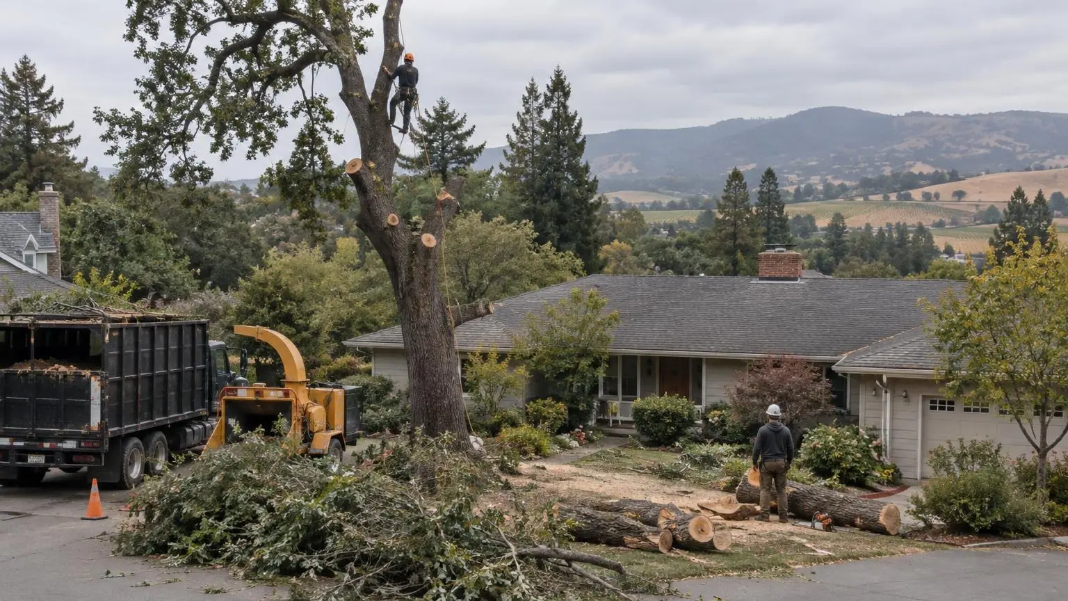 Tree Removal in Santa Rosa, CA